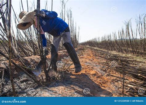 Sugar cane harvesting editorial image. Image of october - 121224930