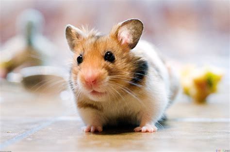 Cute Hamster Wallpapers - Wallpaper Cave