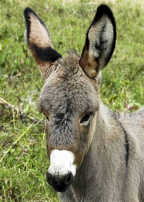 Looking for Donkey Facts? Here are 43 Interesting Facts About Donkeys | Storyteller Travel