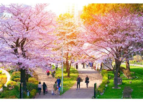 Cherry Blossom Parade 2024: A Spectacular Showcase of Floral Elegance