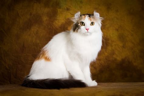 AMERICAN CURL LONGHAIR » Miciobao