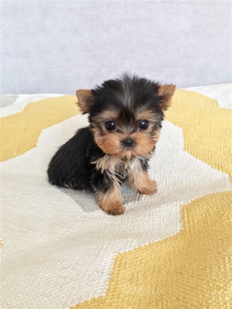 Micro Teacup Yorkie Puppy for sale - iHeartTeacups