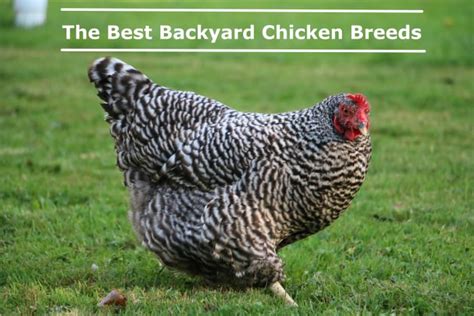 The Best Backyard Chicken Breeds - PetHelpful