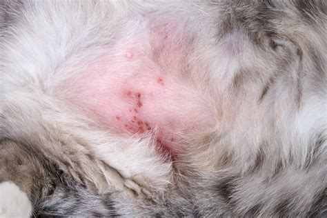 Miliary Dermatitis in Cats: Causes, Signs & Treatments (Vet Answer) - Catster