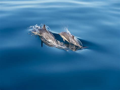 Newport Beach Whale Watching – All about whale watching in Newport Beach, CA