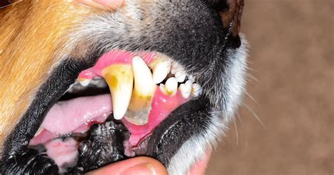 Periodontal Disease in Dogs | Causes & Treatment | World Dog Finder