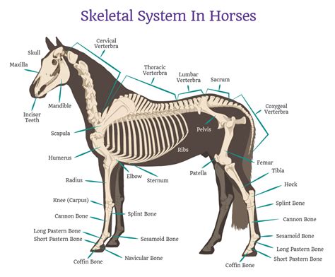 Horse Anatomy - Allpony