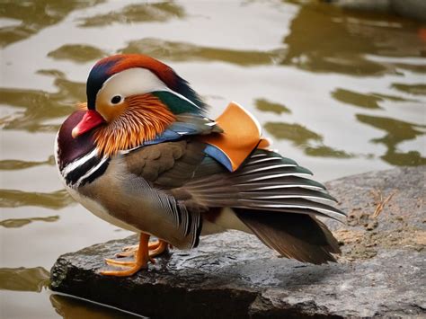 gardens@duke: Species Spotlight: Mandarin Duck