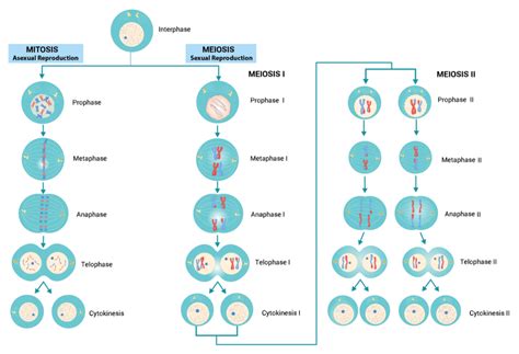 Meiosis Vs Mitosis Phases Histology | The Best Porn Website