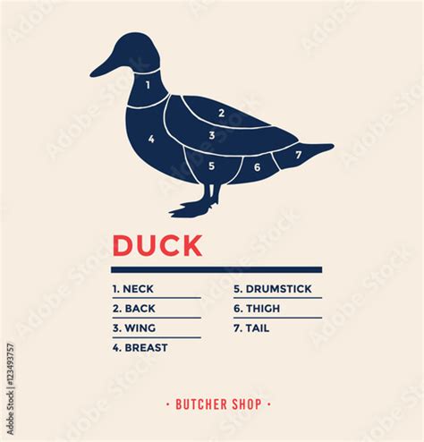 Duck with specified type of meat. Meat market. Poster Butcher diagram and scheme Duck. Meat cuts ...