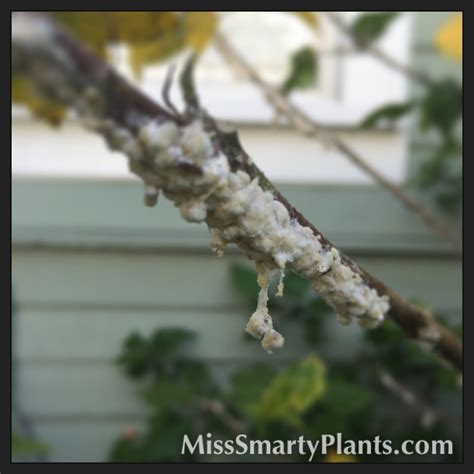 Mealybugs on hibiscus - Miss Smarty Plants