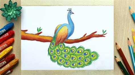 Update more than 71 peacock sketch with colour best - seven.edu.vn