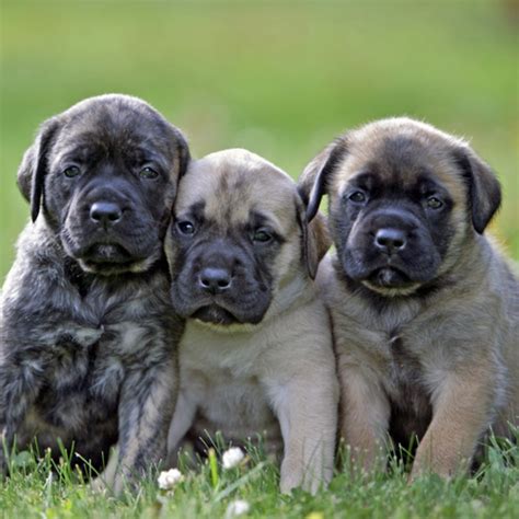 English Mastiff Dog Breed Information, Images, Characteristics, Health