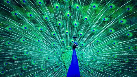 Download Feather Green Blue Animal Peacock HD Wallpaper