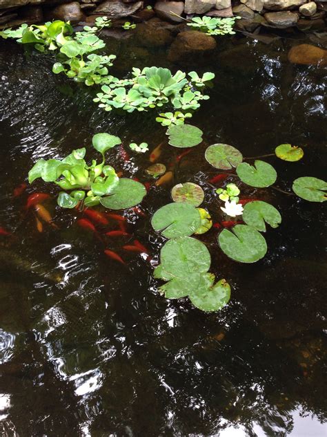 Koi pond with lillie pads, water lettuce, and water hyacinth floating plants. | Floating plants ...