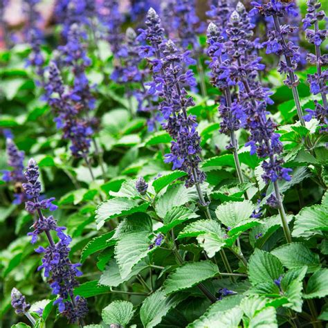 Big Blue Salvia | Annual Flower Seeds from Gurney's