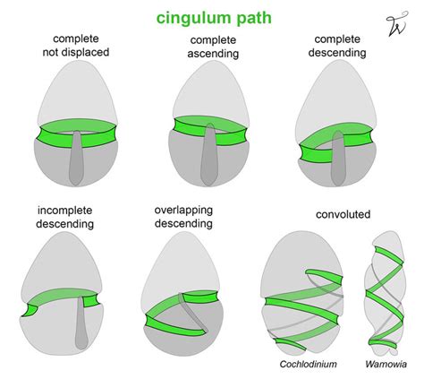 cingulum path - dinophytas Webseite!