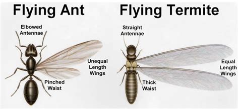 Flying Ants V's Flying Termites