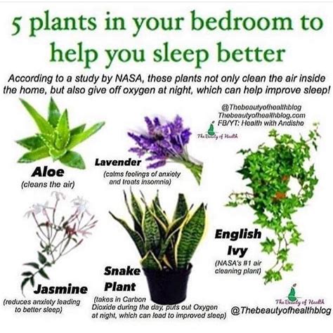 Bedroom Indoor Plants That Give Oxygen At Night | Psoriasisguru.com