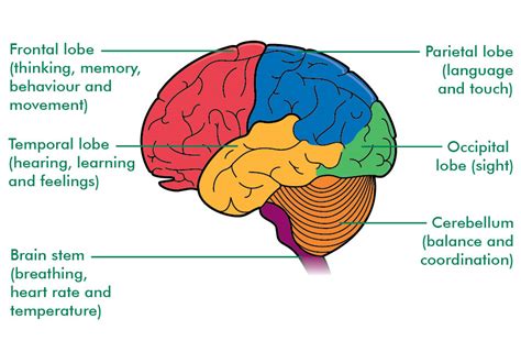 the rainbow fish: THE 4 LOBES OF THE CEREBRUM AND THEIR FUNCTIONS