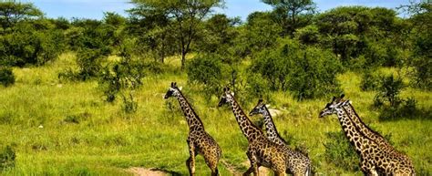 Durban Safaris – Durban South Africa safaris and holiday tours