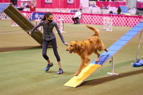 Best Abc Agility Dogs - ACCION Chicago