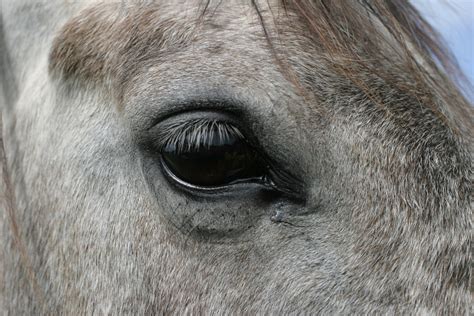 Horse's Eye 2 Free Photo Download | FreeImages