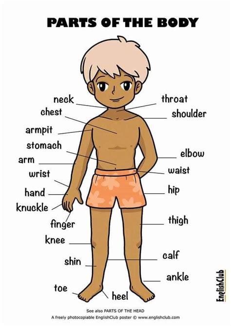 Exam Touch - External body parts vocabulary all in one