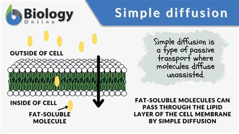 Simple Diffusion - Definition and Examples - Biology Online Dictionary