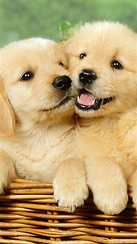 Cute Puppy Dog Wallpapers - Top Free Cute Puppy Dog Backgrounds - WallpaperAccess