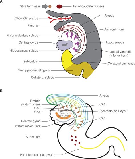 Figure 2, [The hippocampus, dentate gyrus, subiculum,...]. - Cerebral Ischemia - NCBI Bookshelf