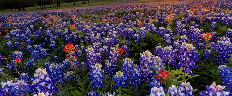 Yes to Bluebonnets: Best Spots to See Wildflowers in Texas - Kissing Tree