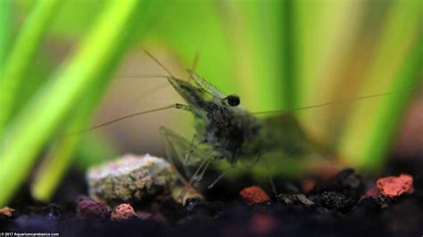 Ghost Shrimp Care, Food, Lifespan, Habitat - Video