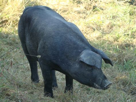 6 Best Pig Breeds For Meat Around The World | KitchenTeller