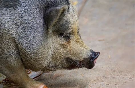 Pot Belly Pig - Description, Habitat, Image, Diet, and Interesting Facts