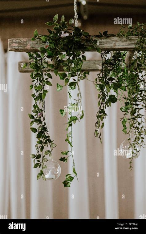 Hanging wedding vines above reception with candles Stock Photo - Alamy