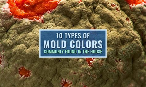 10 Types of Mold Colors Commonly Found in the House