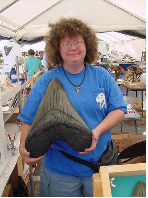 Largest Megalodon Tooth Ever Found ? - General Fossil Discussion - The Fossil Forum