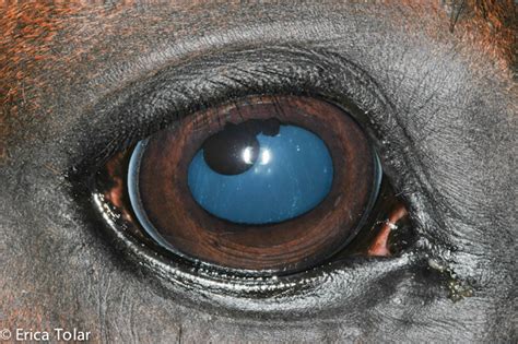 Common Equine Eye Diseases - Bluegrass Veterinary Vision - Louisville, KY