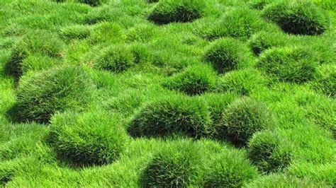 How to Grow and Care for Zoysia Grass Lawns Easily