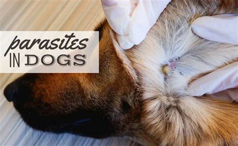 Parasites In Dogs: Types, Symptoms, Treatment, Prevention & More