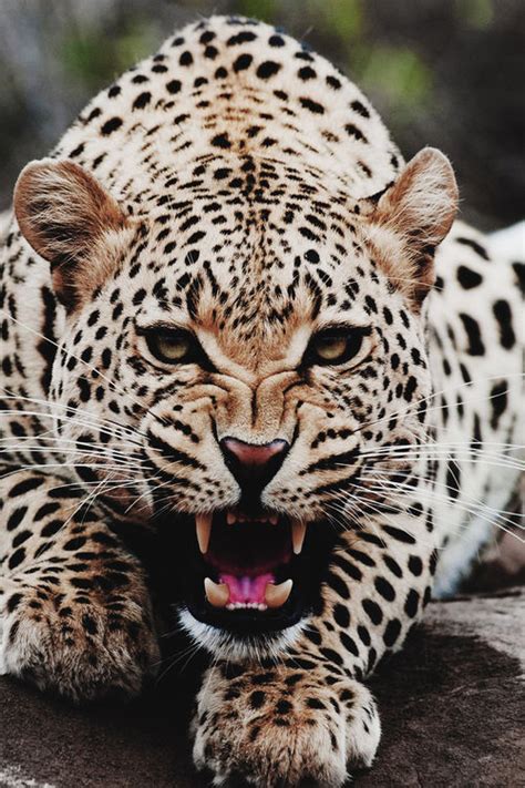 Roaring Leopard Pictures, Photos, and Images for Facebook, Tumblr, Pinterest, and Twitter