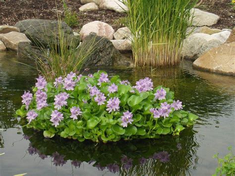 Floating Flora Island | Water Hyacinth Plant Protector | Pond plants, Floating pond plants ...