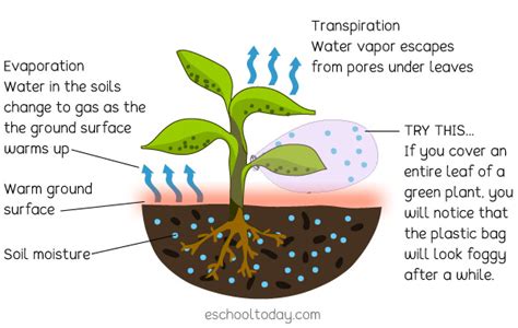 What does Transpiration mean in the Water Cycle? – Eschooltoday