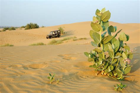 Thar Desert -- Climate, Vegetation, Flora and Fauna, Tourism