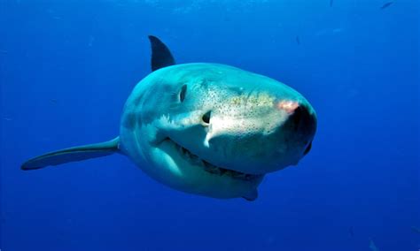 10 Incredible Great White Shark Facts - Wikipedia Point