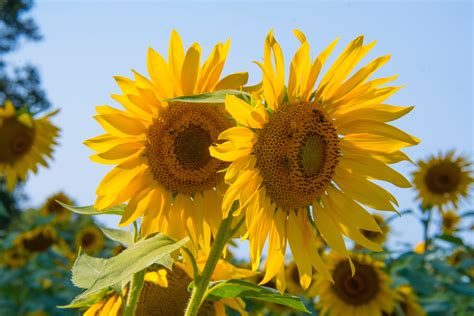 Free photo: Sunflowers - Bloom, Nature, Sunflower - Free Download - Jooinn