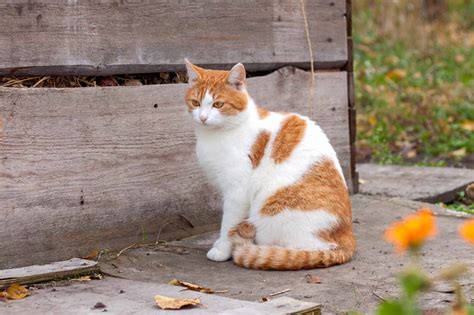 13 Orange and White Cat Breeds You'll Love (With Pictures)