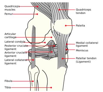 Best Exercises to Treat Knee Tendonitis | Physiotherapists in Toronto | Yorkville Sports ...