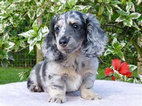 Amazing Facts About The Dapple Dachshund | Pets Nurturing